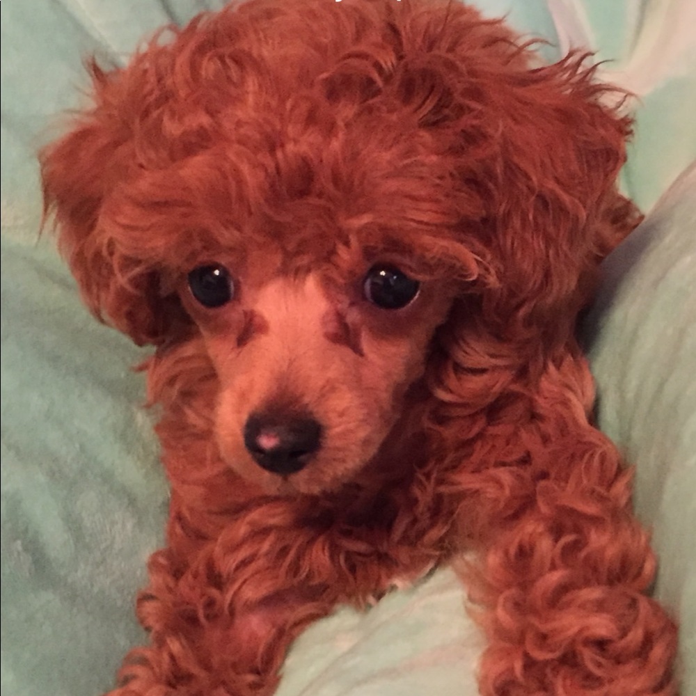 Meet your Posher, Taylor